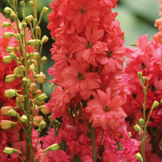 Delphinium 'Red Lark'