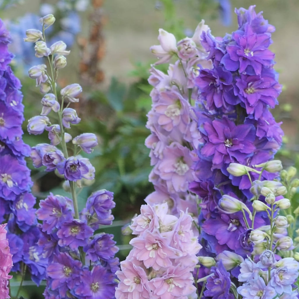 Delphinium 'Dwarf Stars'