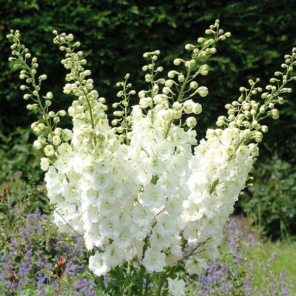 Delphinium elatum 'Aurora White'