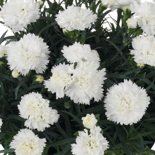 Dianthus 'Odessa Pure'