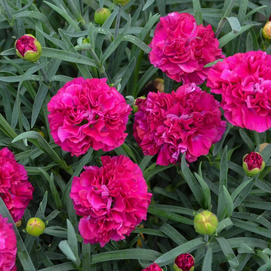 Dianthus Fruit Punch 'Funky Fuchsia'