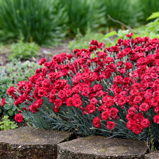 Dianthus Fruit Punch 'Maraschino'