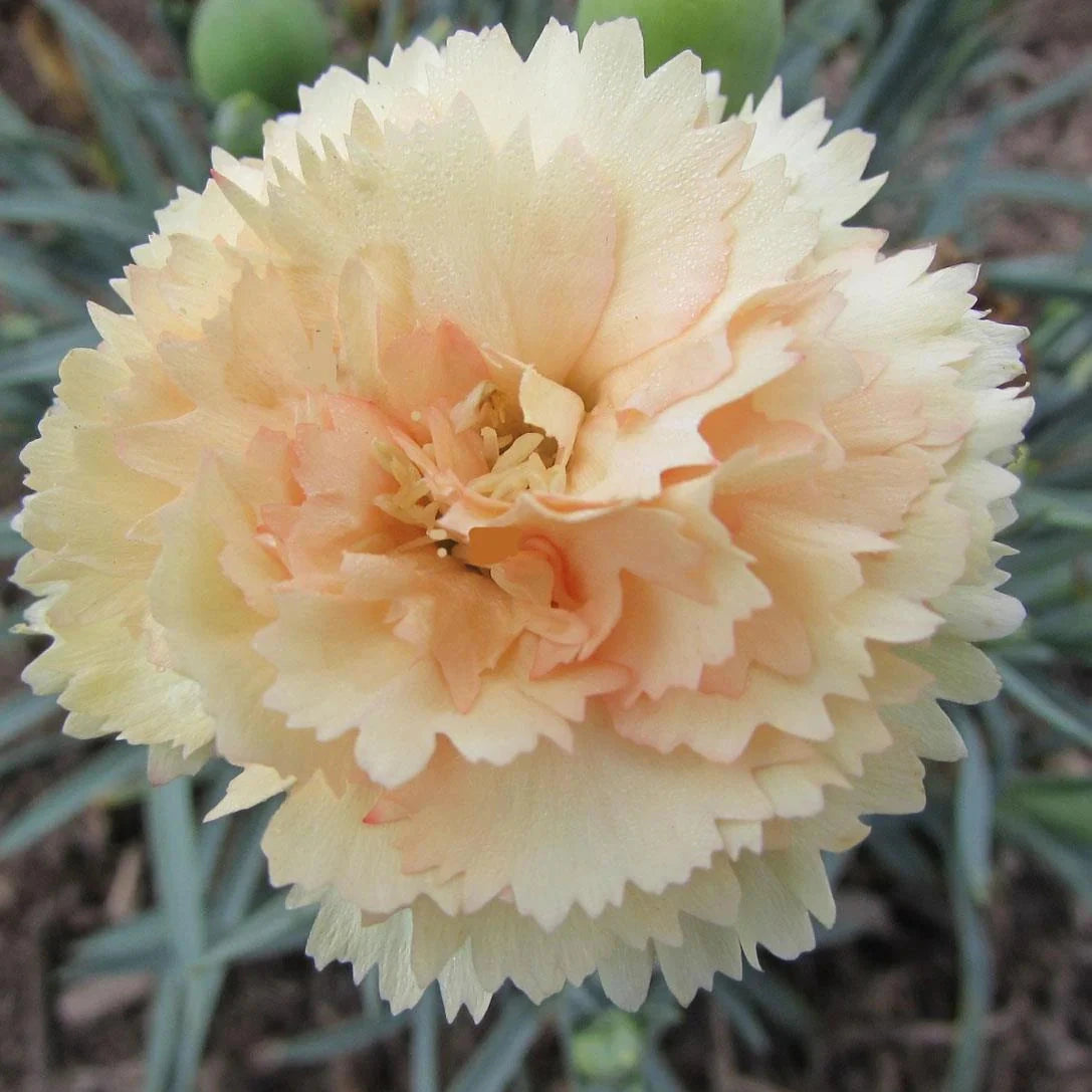 Dianthus Odessa® 'Bling Bling'