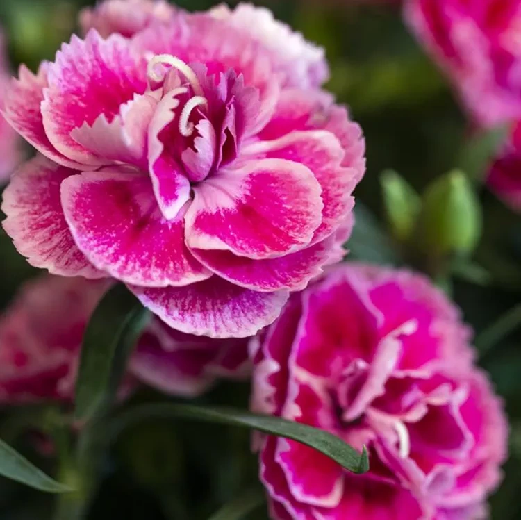 Dianthus Odessa® 'Twiggy'