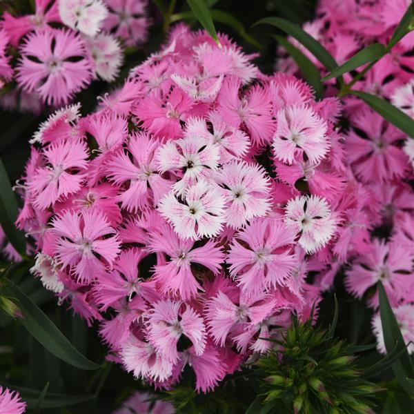Dianthus Rockin™ Rose
