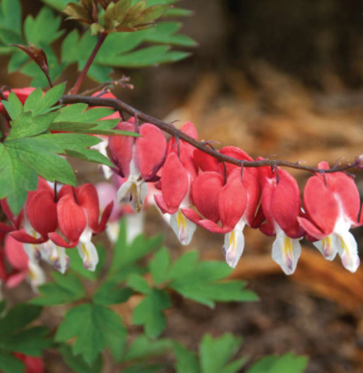 Dicentra spectabilis 'Valentine'
