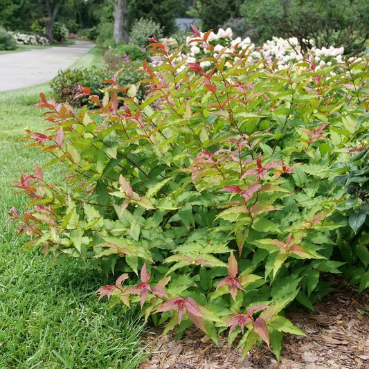 Diervilla 'Kodiak Red 2.0'