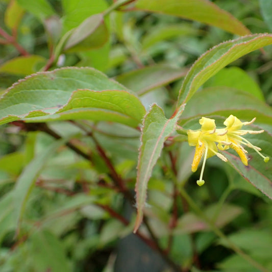 Diervilla lonicera (D. canadensis)