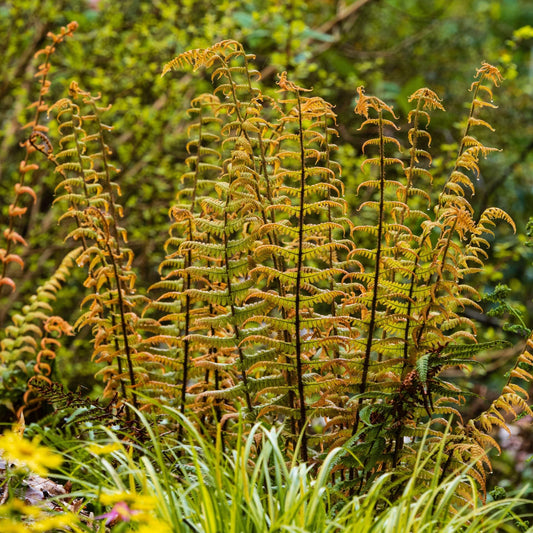 Dryopteris wallichiana 'Jurassic Gold'