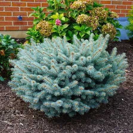 Picea pungens glauca 'Globosa'