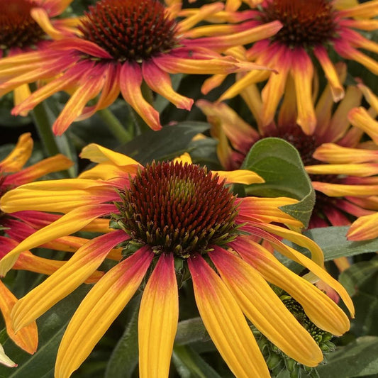 Echinacea 'Fiery Meadow Mama'
