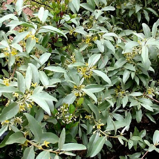 Elaeagnus commutata (E. argentea 'Pursh') F.E.