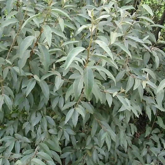 Elaeagnus 'Quicksilver'