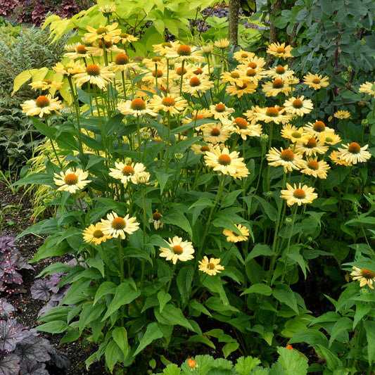 Echinacea 'Aloha'