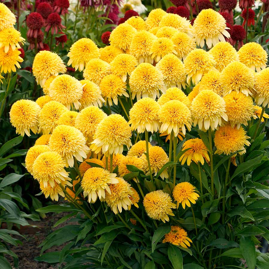 Echinacea 'Cara Mia Yellow'