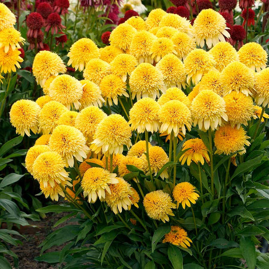 Echinacea 'Cara Mia Yellow'