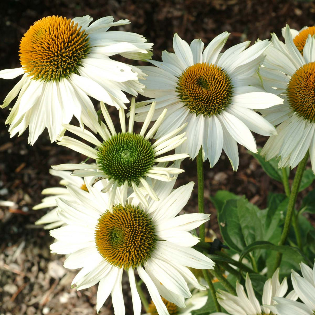 Echinacea purpurea 'Fragrant Angel' – www.jardinexpress.ca
