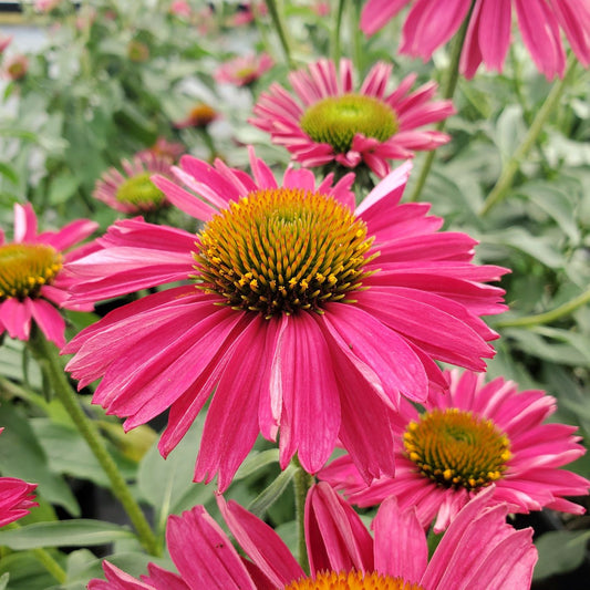 Echinacea 'Raspberry' (Kismet)