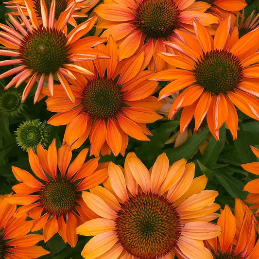 Echinacea Prima 'saffron'