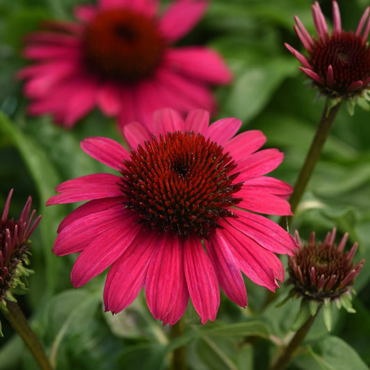 Echinacea Sombrero Poco Hot Pink