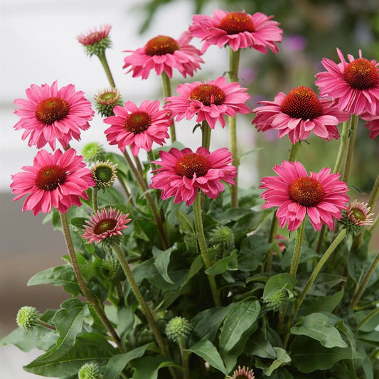 Echinacea 'Sunseekers Magenta'