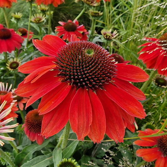 Echinacea 'Tomato Soup'