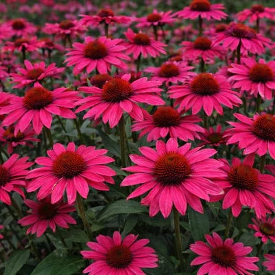 Echinacea Artisan™ 'Brilliant Rose'