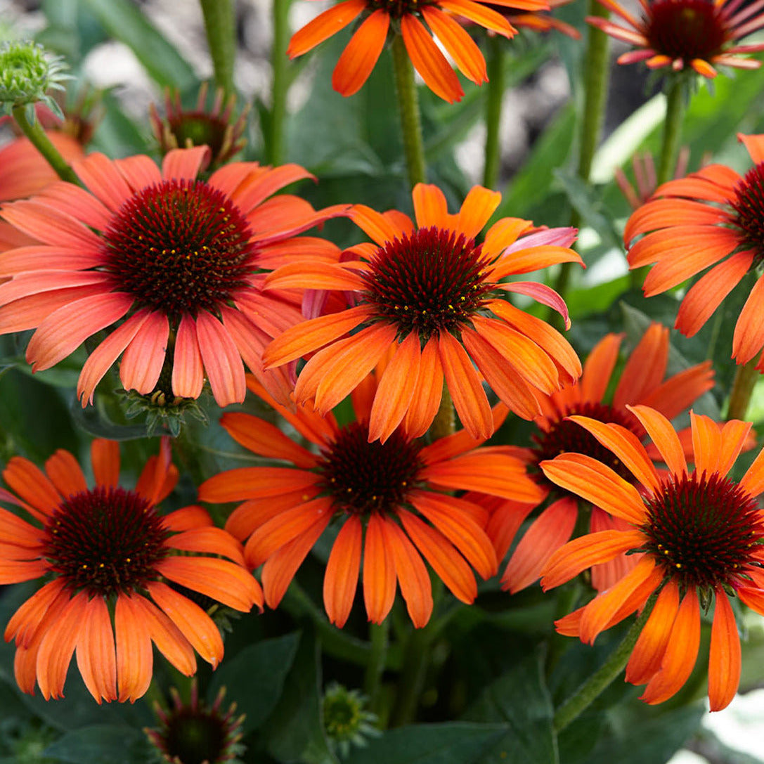Echinacea Artisan™ 'Soft Orange'