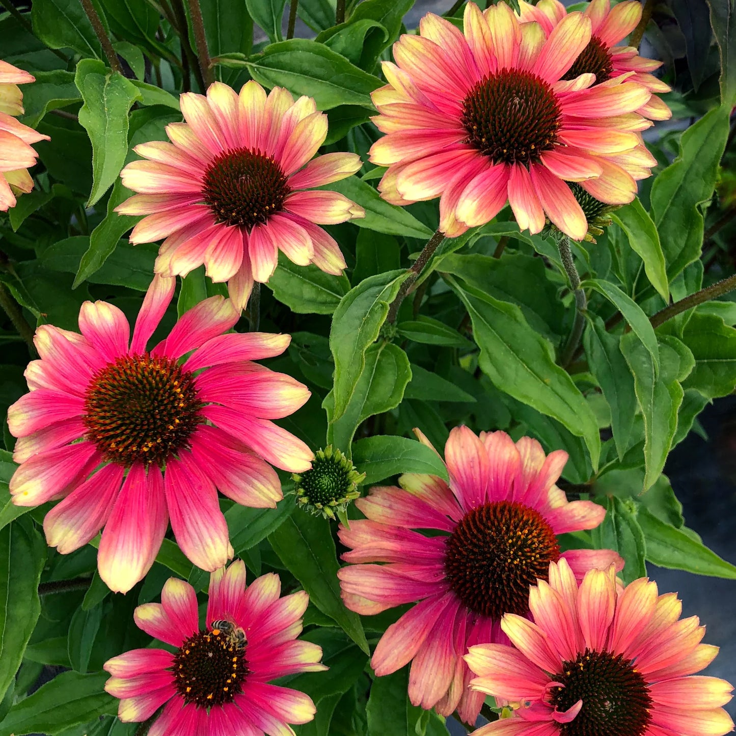 Echinacea KISMET® 'Pink Lemonade'