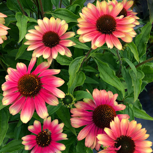Echinacea KISMET® 'Pink Lemonade'