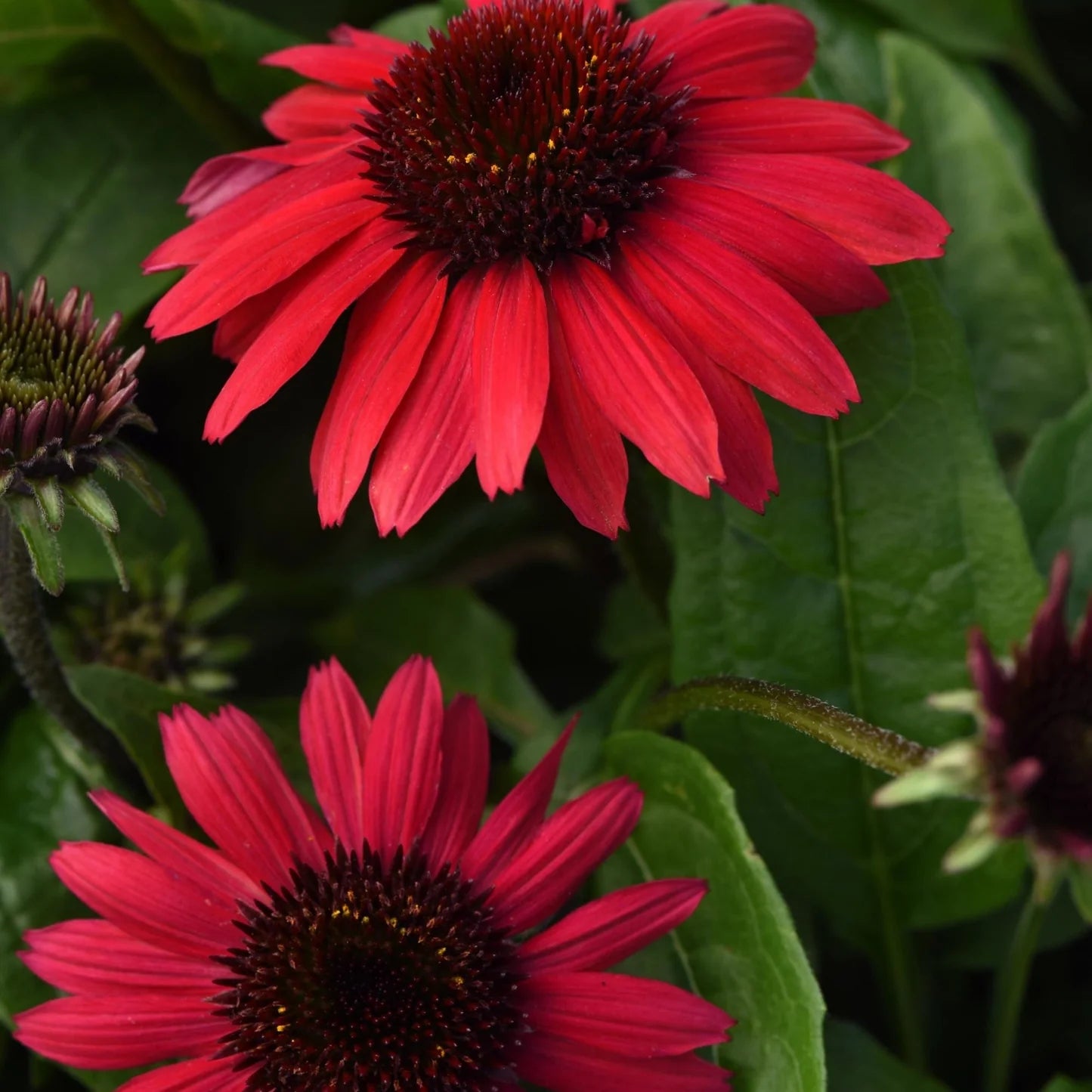 Echinacea 'Sombrero Poco™ Red'