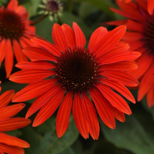 Echinacea Sombrero® 'Sangrita'