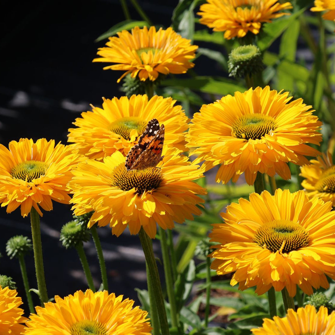 Echinacea Sunseekers® 'Golden Sun'
