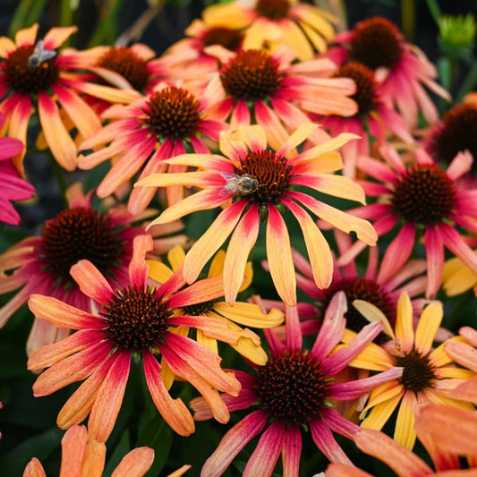 Echinacea Sunseekers® 'Tequila Sunrise'