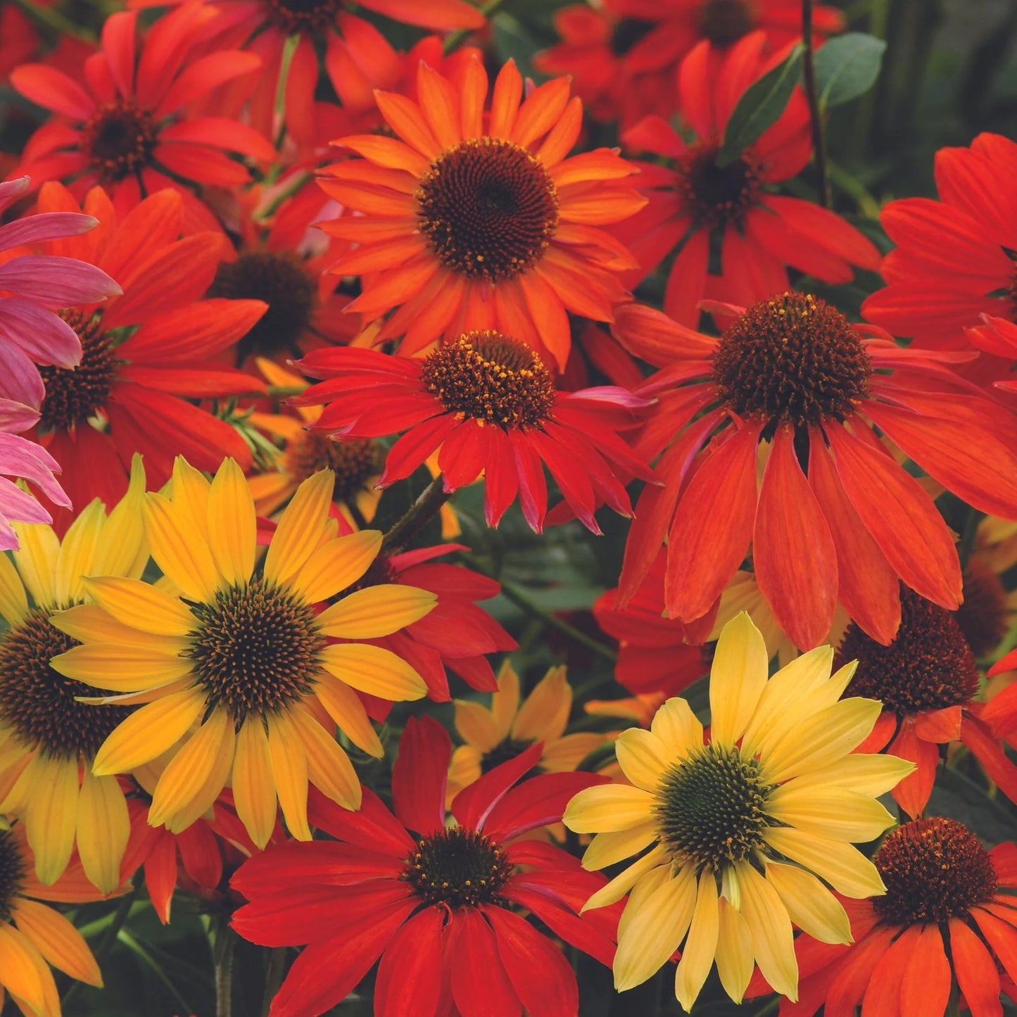 Echinacea 'Cheyenne Spirit'