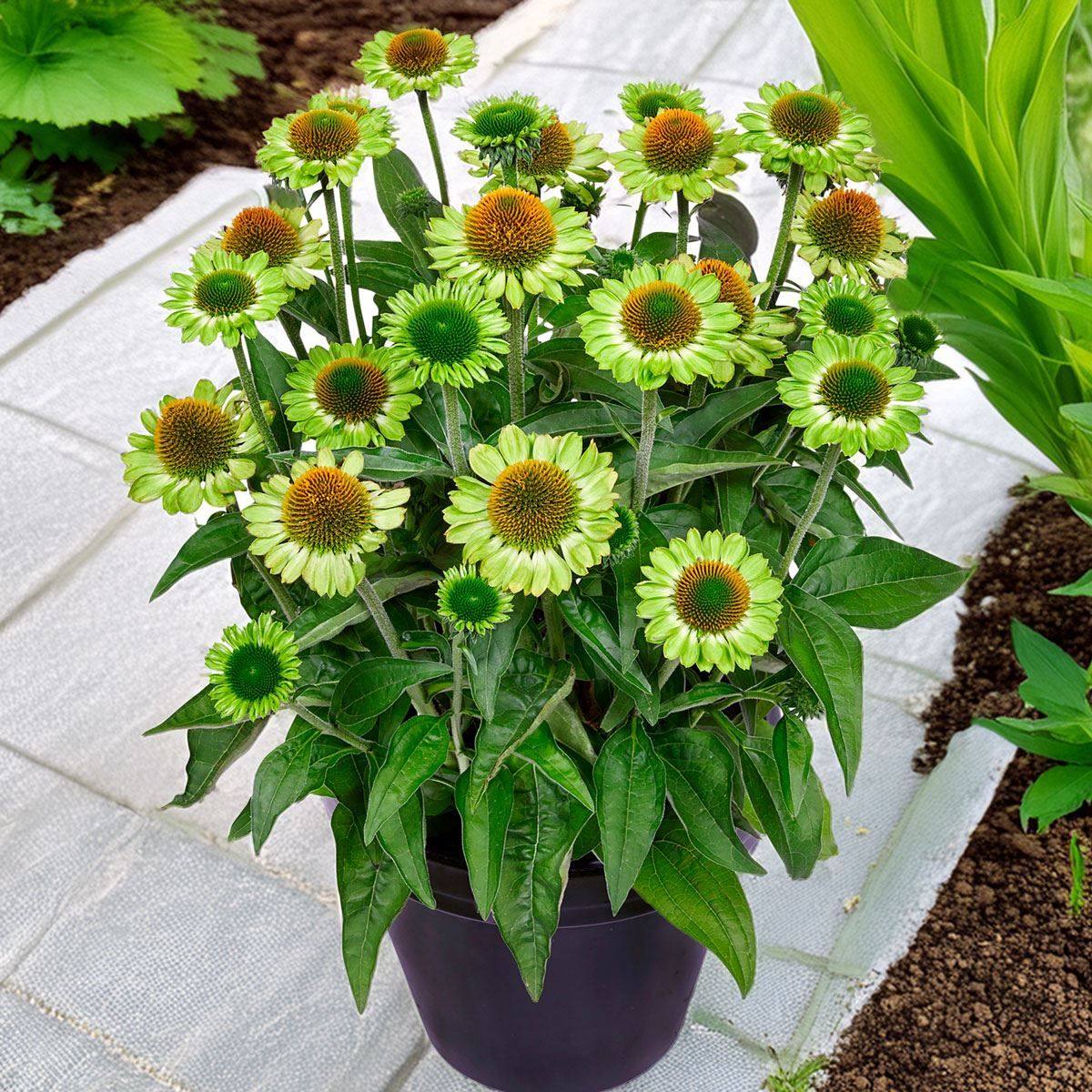 Echinacea 'Jealousy'