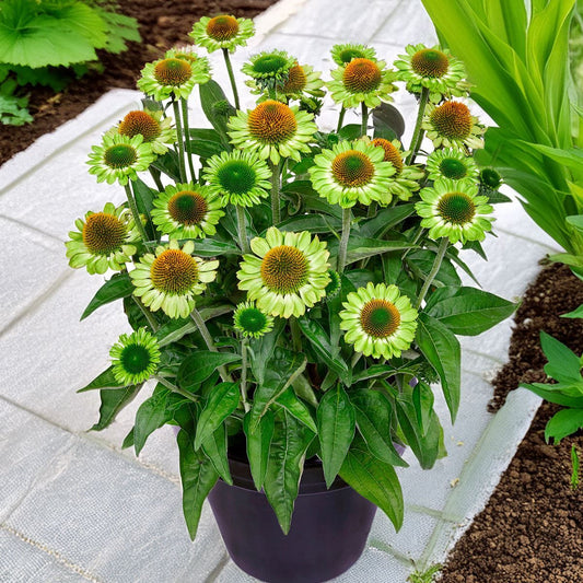 Echinacea 'Jealousy'