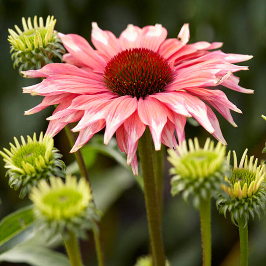 Echinacea 'Playful Meadow Mama'