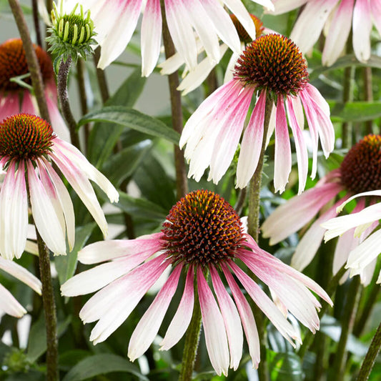 Echinacea 'Pretty Parasols'