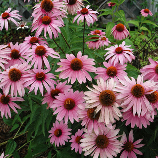 Echinacea purpurea 'Magnus'