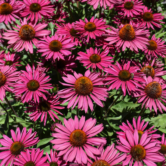 Echinacea purpurea 'Kismet Raspberry'