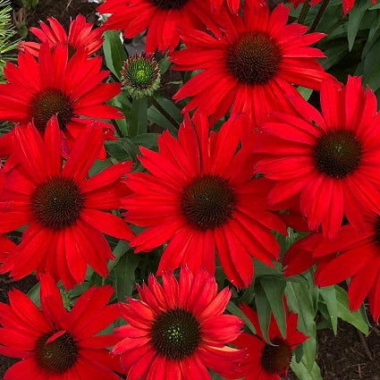 Echinacea purpurea 'Kismet Red'