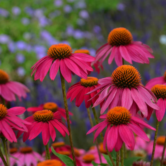 Echinacea purpurea 'PowWow Wild Berry'