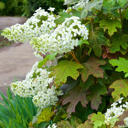 Hydrangea quercifolia