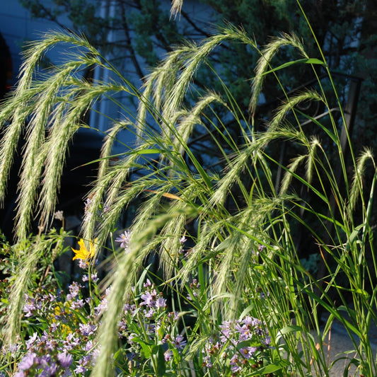 Elymus canadensis