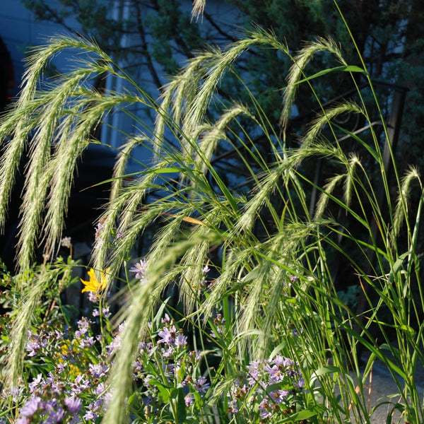 Elymus canadensis