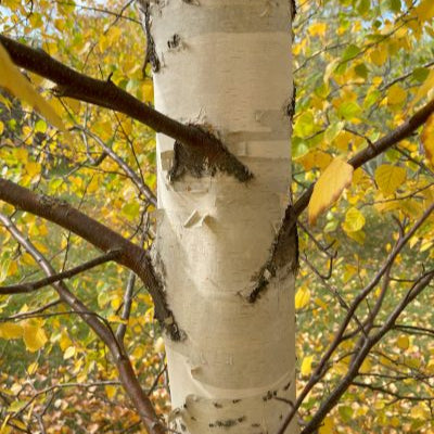 Betula tianshanica 'Emerald Flare'