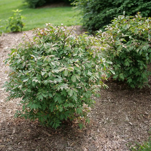 Euonymus alatus 'Fire Ball Seedless'