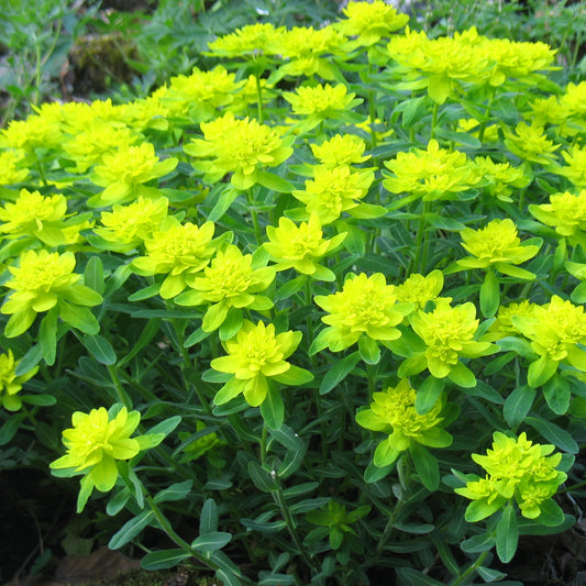Euphorbia polychroma (E. epithymoides)