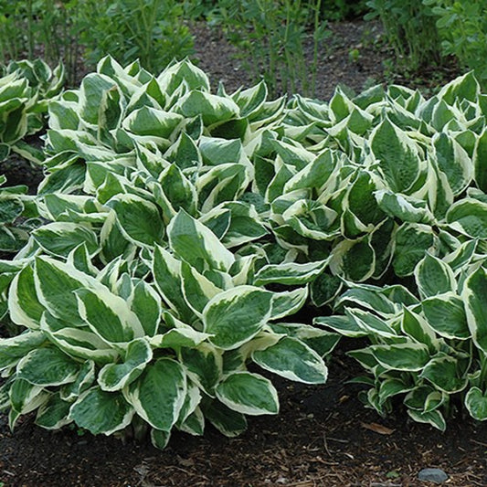 Hosta 'Minuteman'